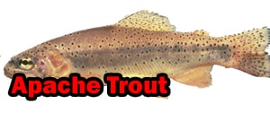 Apache trout, apache facts