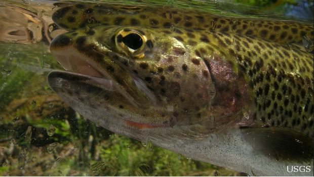 Coastal Cutthroat