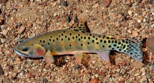 trout species