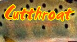 Cutthroat trout, how to catch cutthroat trout in a lake, how to fish for cutthroat trout, what to use to catch cutthroat trout, yellowstone cutthroat trout, lahontan cutthroat trout