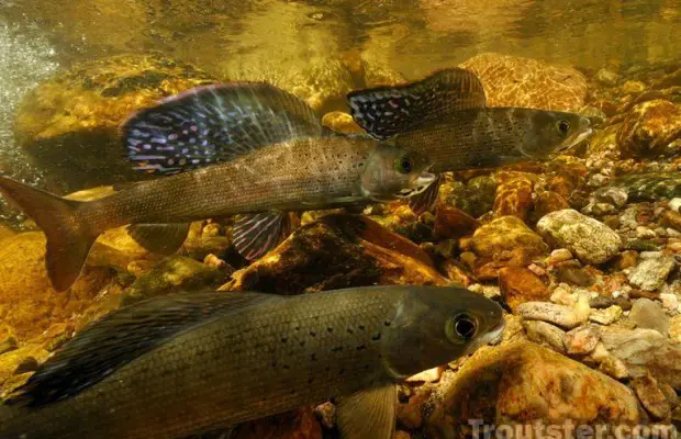 The Arctic Grayling, Once an Abundant Fish in Michigan