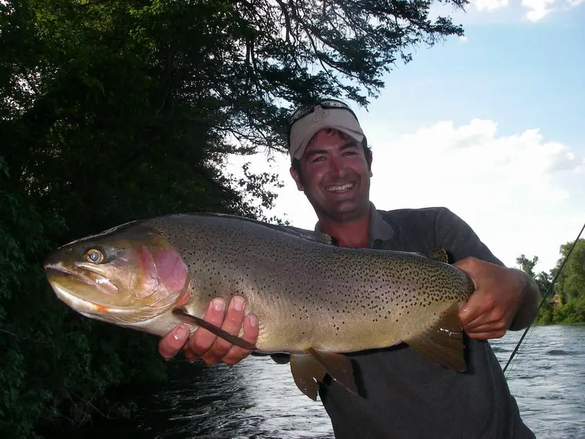 Hybrid Rainbow trout, steelhead trout vs rainbow trout, steelhead vs rainbow trout, do rainbow trout have scales