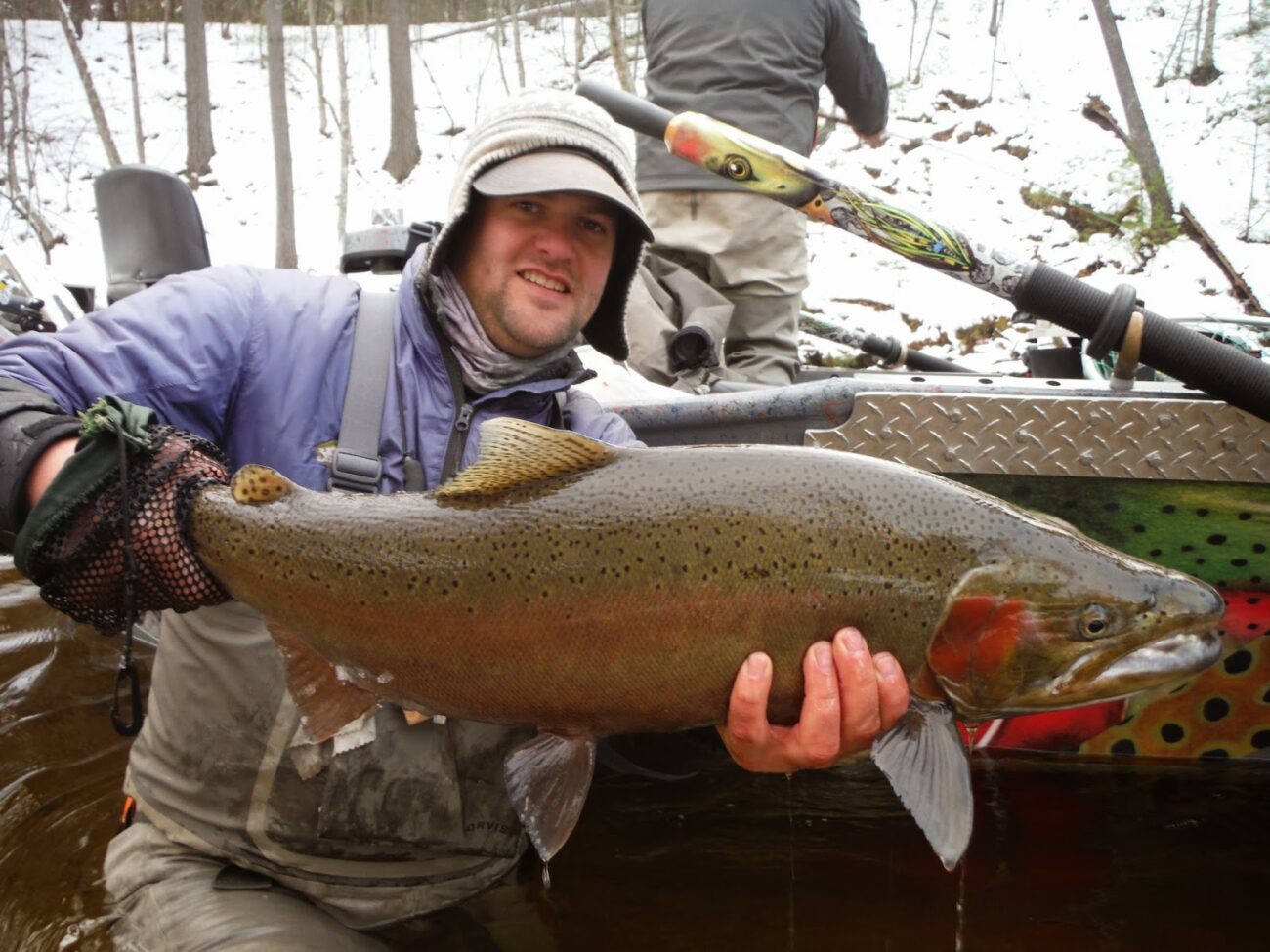 Rainbow or steelhead trout, rainbow trout, steelhead vs rainbow trout, steelhead trout vs rainbow trout, do rainbow trout have scales