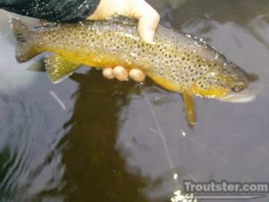 Steve Cornetet lands a winter beauty on the Pere Marquette in Baldwin MI