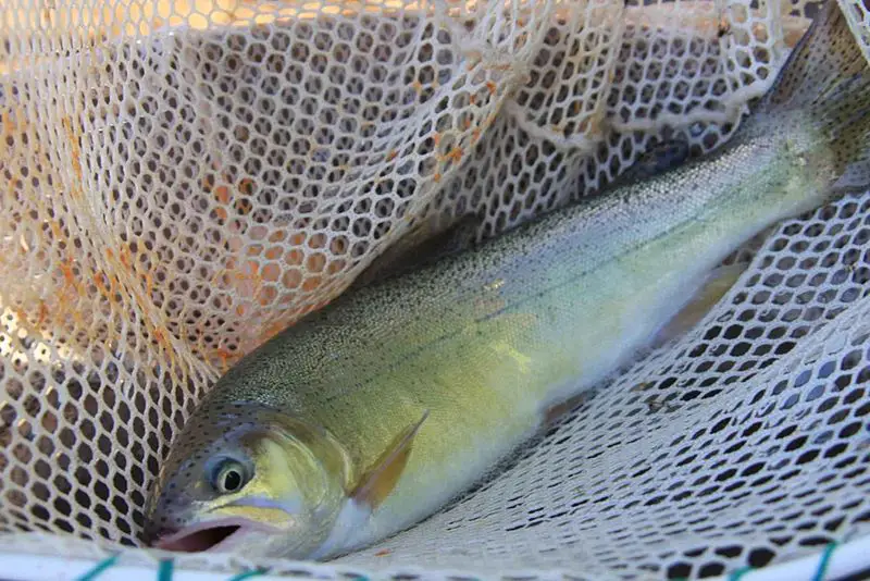 An example of a great trout net, Gila trout photos, gila trout identification, gila trout fishing, gila trout pictures