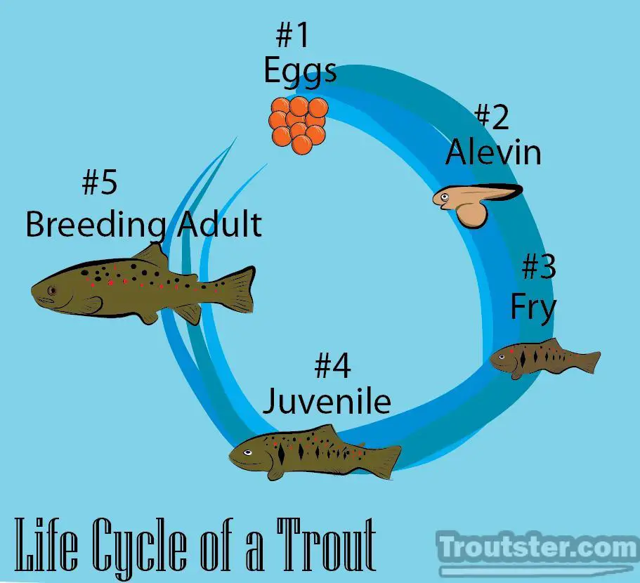 Life cycle of Trout, trout life cycle, trout lifespan, trout fish life cycle