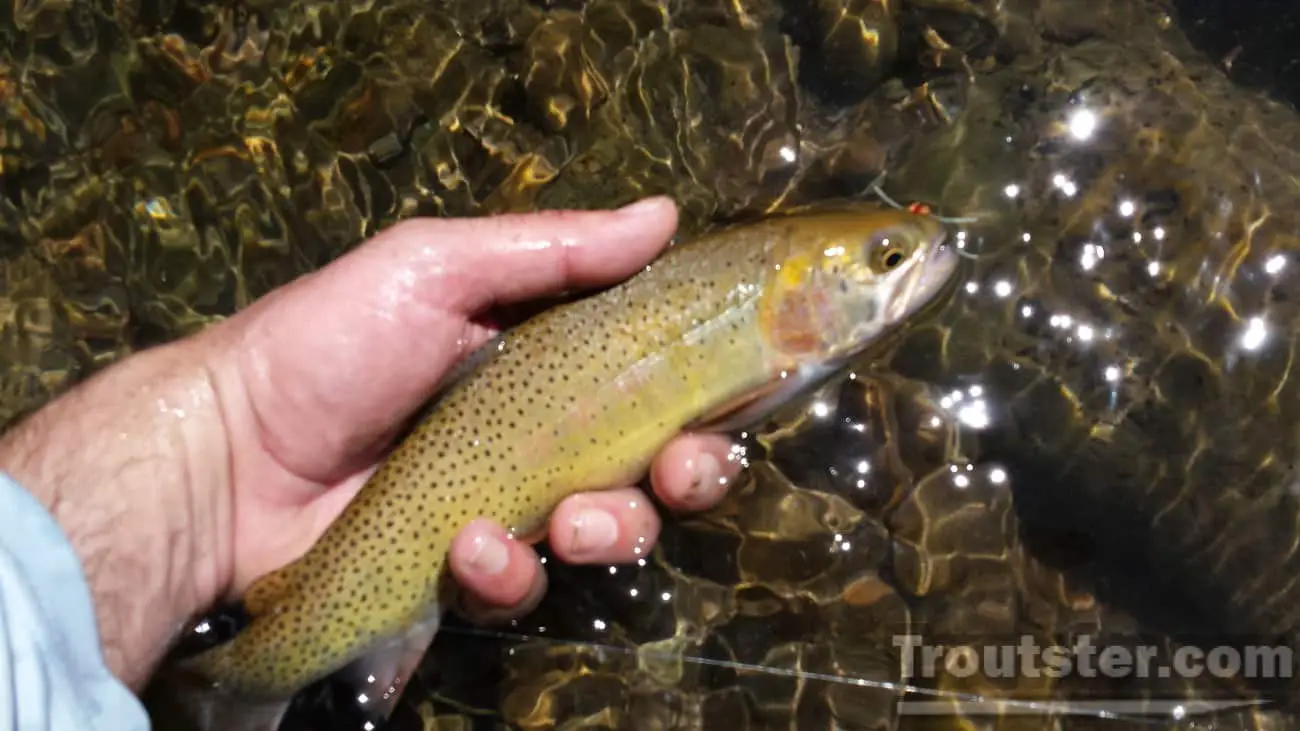 Cutthroat trout, how to catch cutthroat trout in a lake, how to fish for cutthroat trout, what to use to catch cutthroat trout, yellowstone cutthroat trout