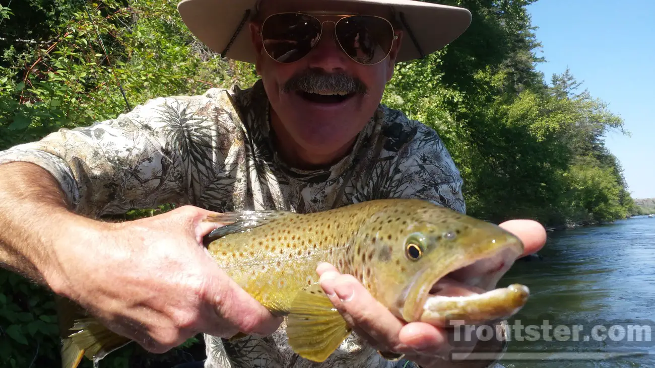 A big late summer brown trout