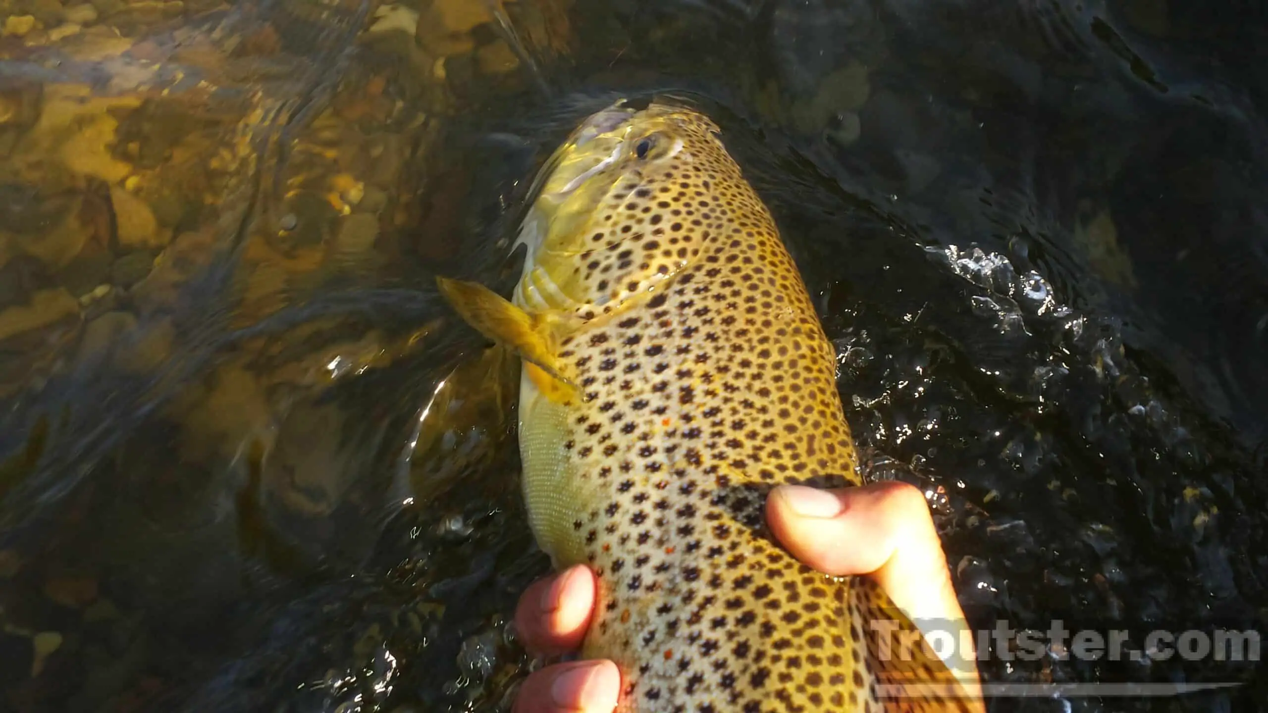 A large brown trout in the water