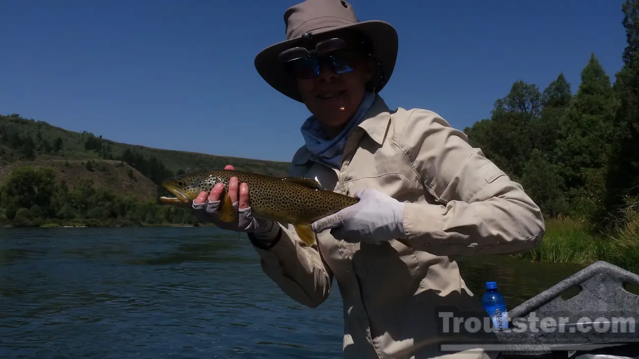 Brown trout from the snake river