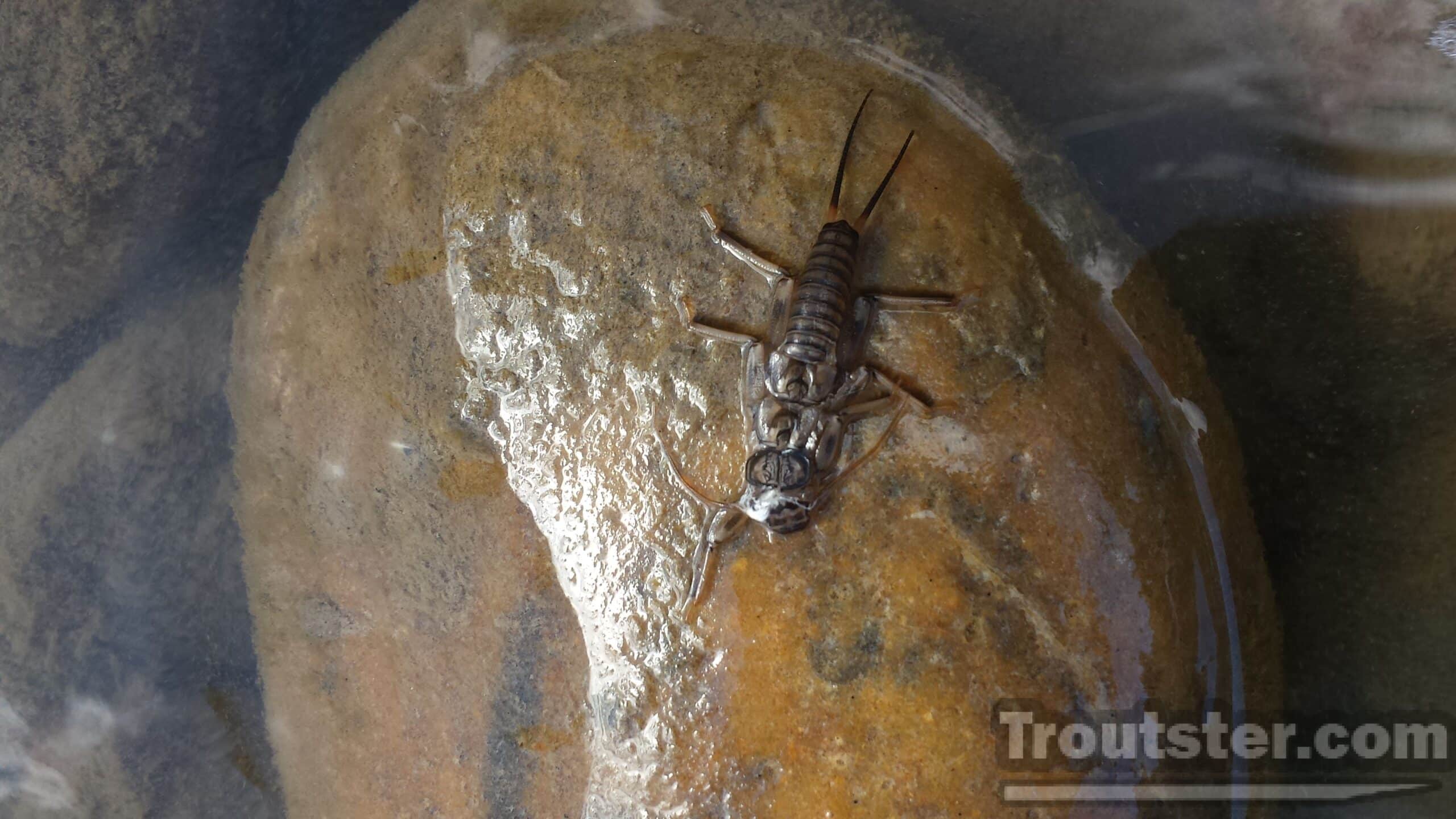 A stonefly nymph crawling on a rck, what do trout eat, what do trout like to eat, what do rainbow trout eat, what do lake trout eat, what do brown trout eat