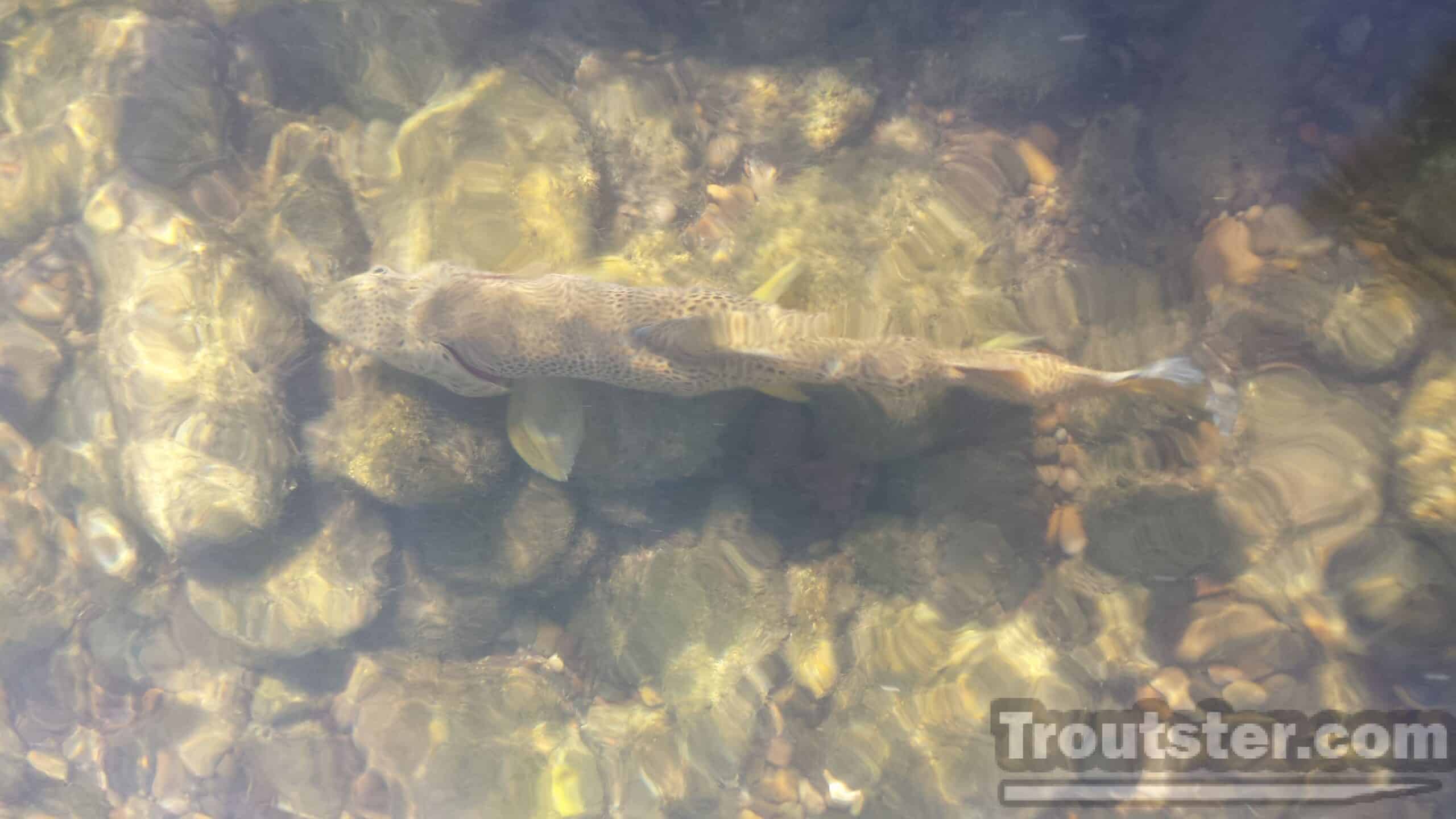 A large trout feeding on insects in shallow water, what do trout eat, what do trout like to eat, what do rainbow trout eat, what do lake trout eat, what do brown trout eat