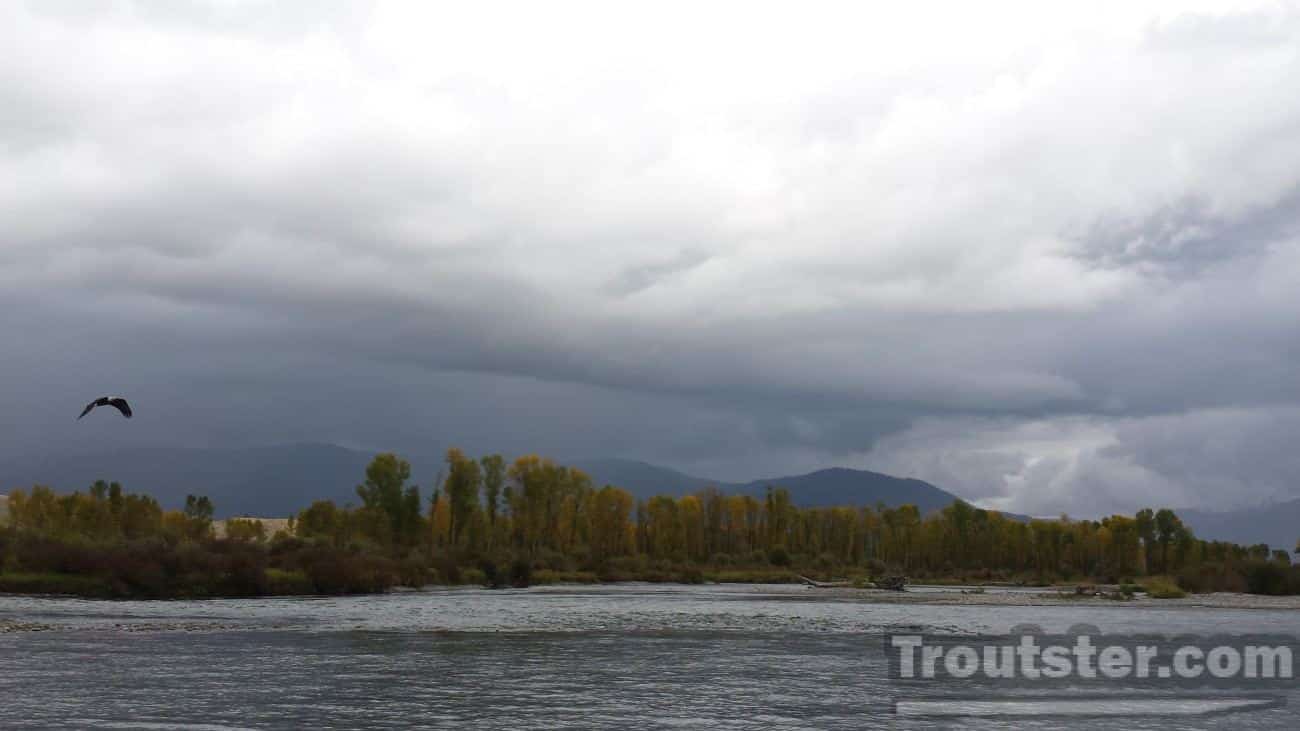 Tghe south fork of the Snake river on a rainy day and bald eagle flying overhead. 