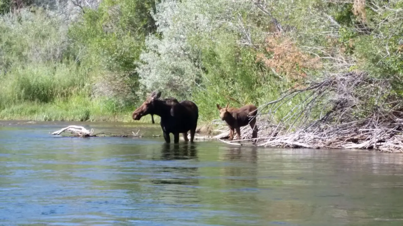 Idaho trout fishing areas