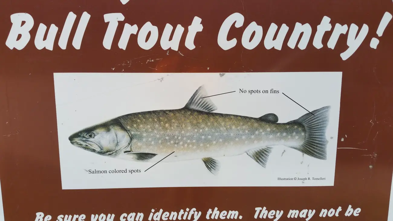 Bull trout country sign - North Idaho, Bull Trout, bull trout indentification, what is a bull trout, what do bull trout eat, are bull trout endangered