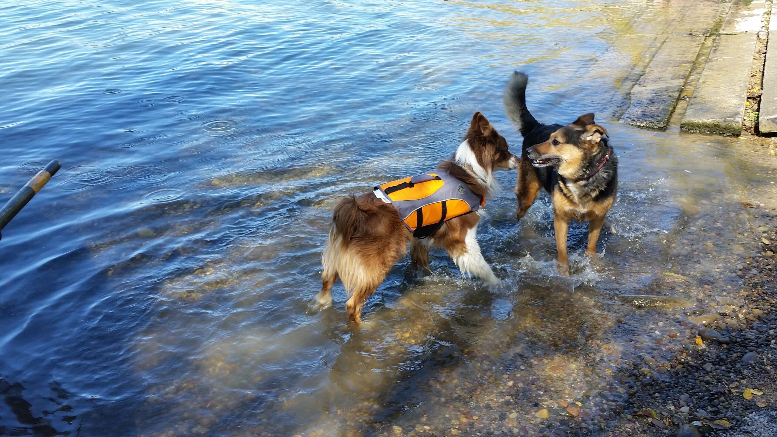 Life vests for dogs, a wise investment.