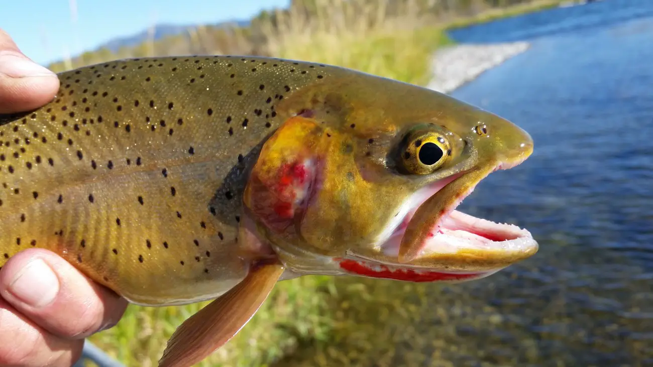 Cutthroat trout, how to catch cutthroat trout in a lake, how to fish for cutthroat trout, what to use to catch cutthroat trout, yellowstone cutthroat trout, lahontan cutthroat trout