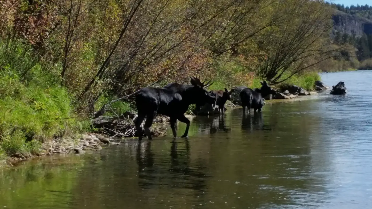 3 moose standing in the river eating seaweed in Idaho