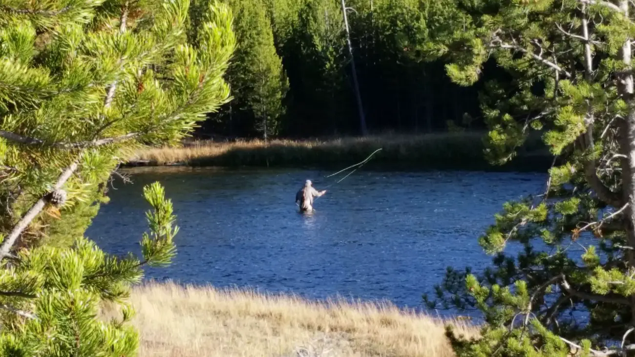 A fly fisherman on the Madison river in Yellowstone National Park Wyoming