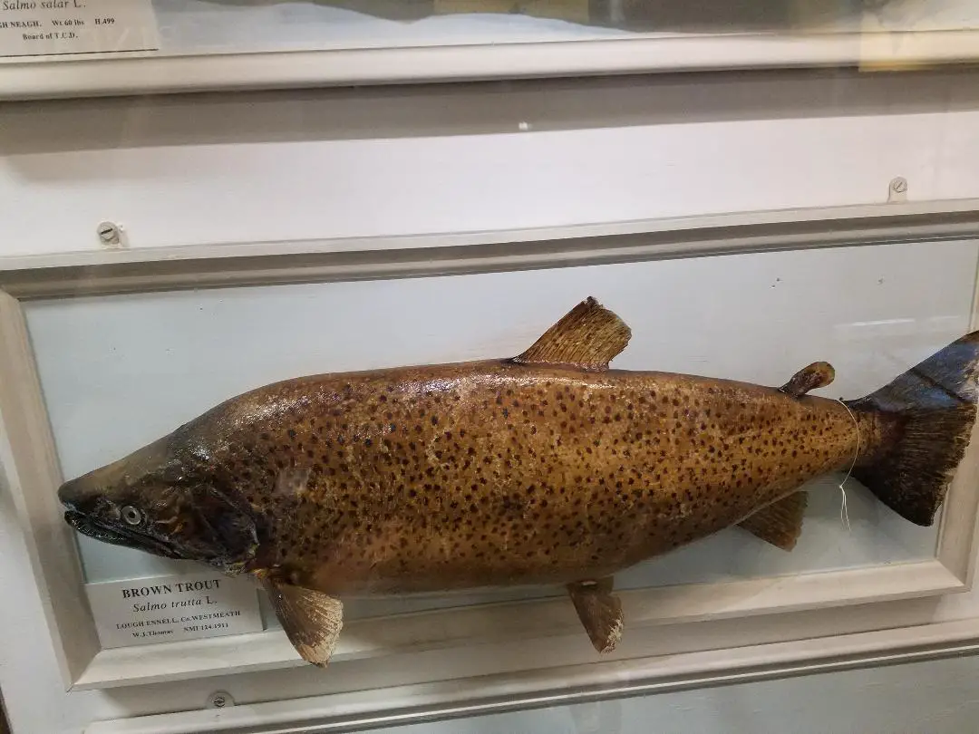 26 pound 2 oz ireland record brown trout found in the Museum of Natural history Dublin