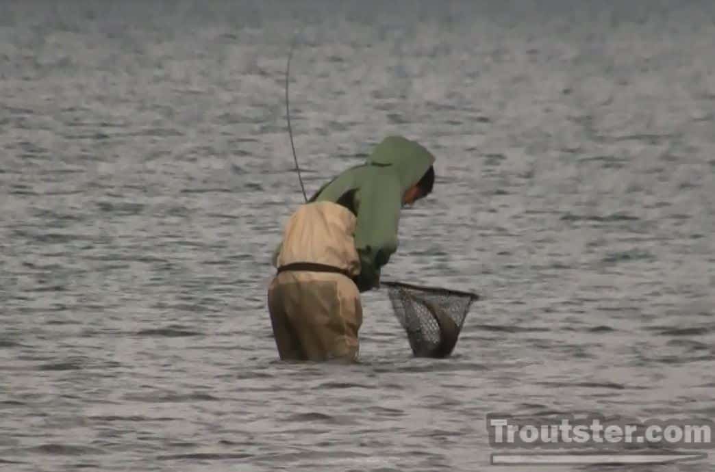 A Pyramid lake fisherman lands a large lahontan cutthroat trout