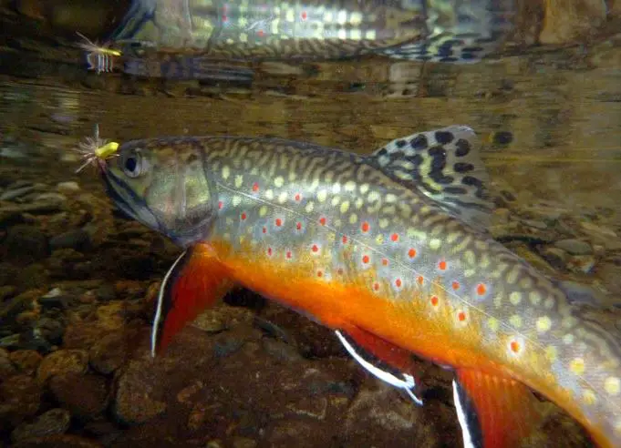 A big colorful brook trout caught on a dry fly