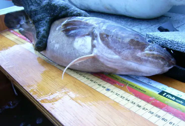 A burbot caught ice fishing being measured