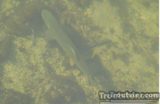 A cutthroat that was hard to see underwater without glasses, how to see fish in water, using glasses to see fish in water