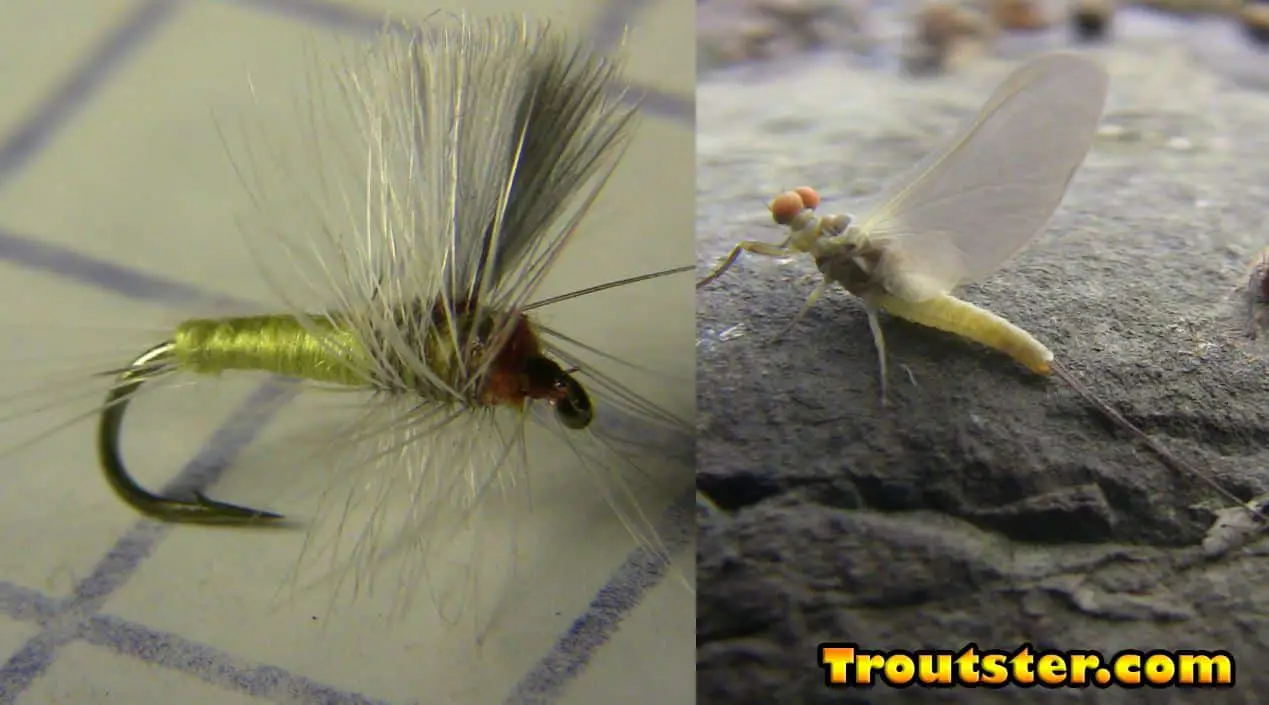 A mayfly and a small dry fly imitation to match it