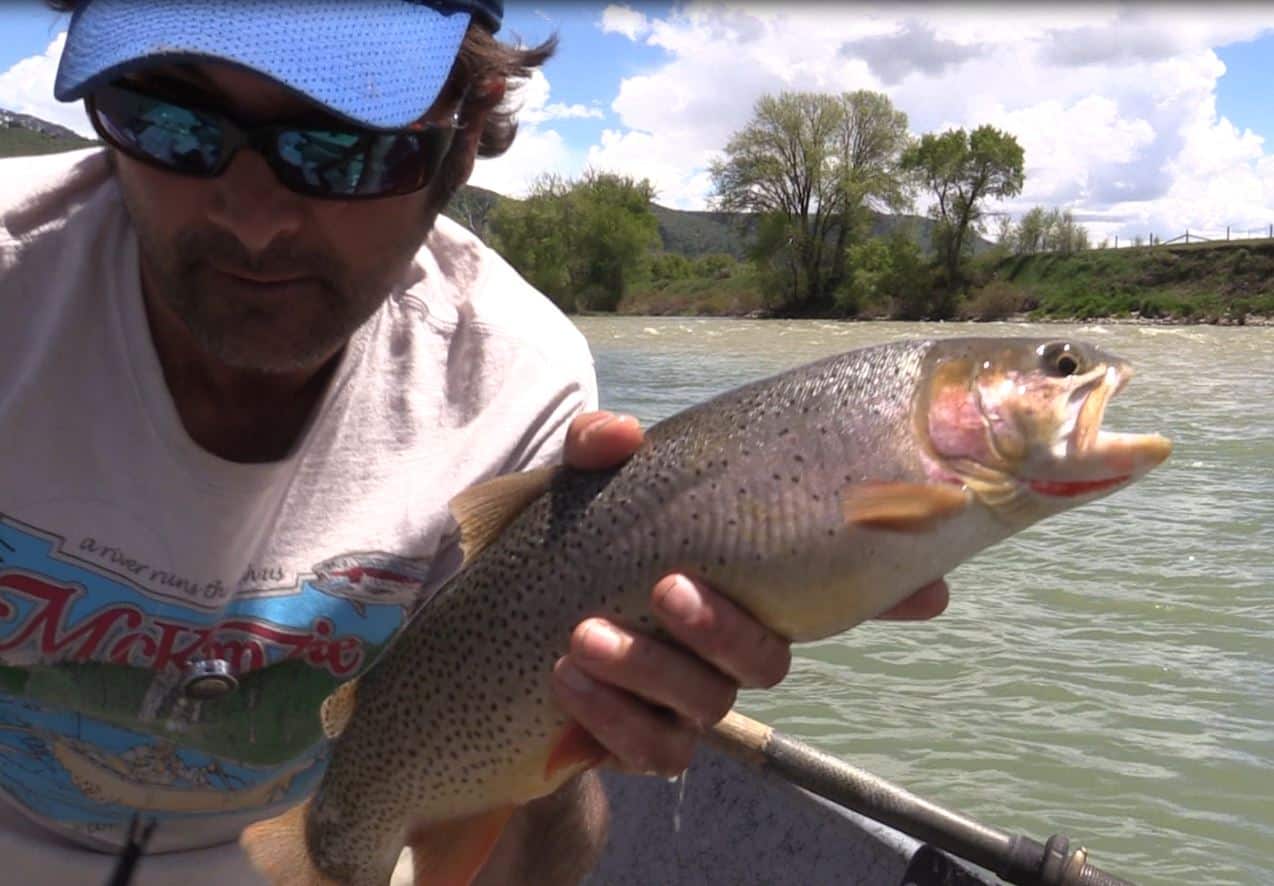 Big cutthroat in Yellowstone