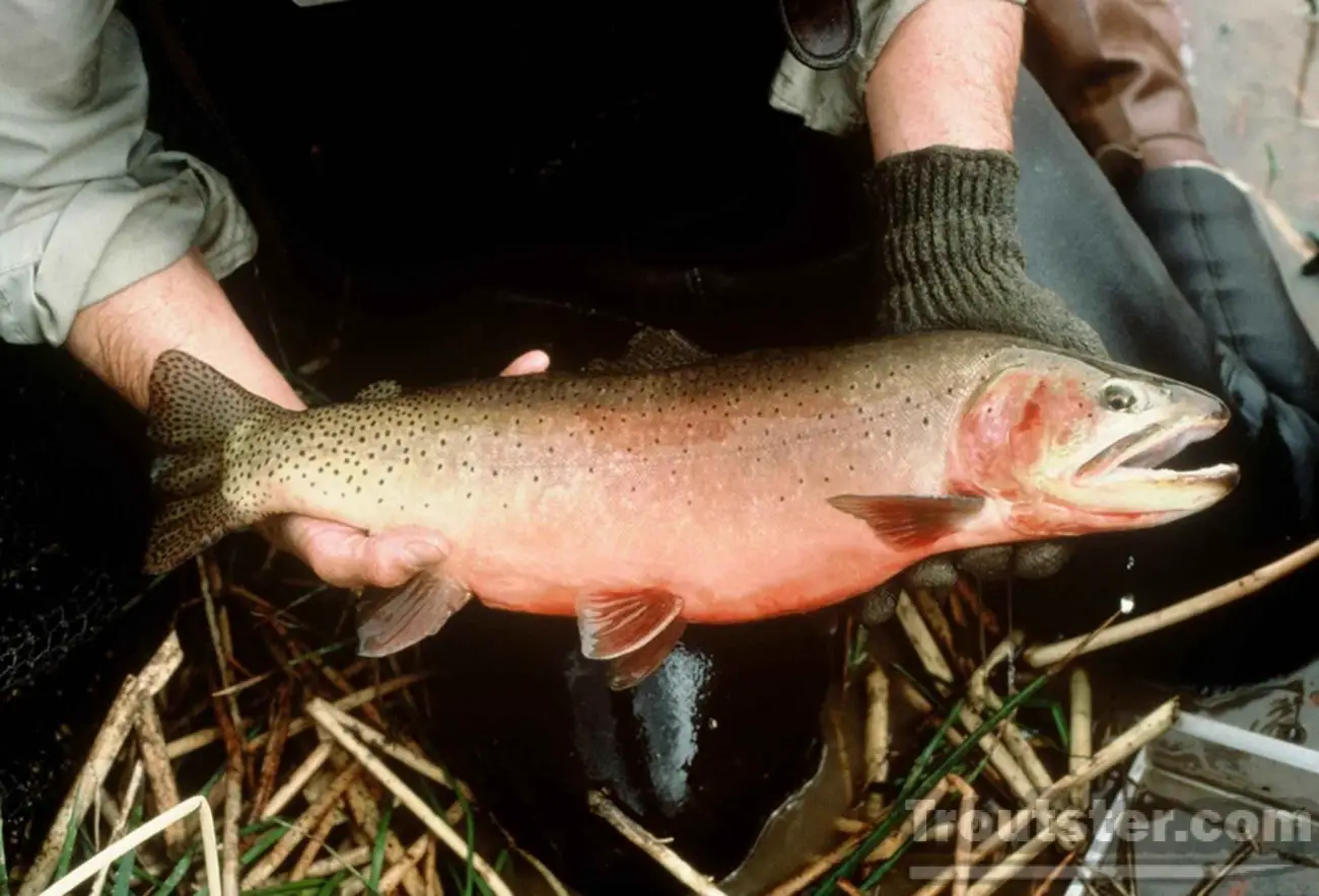 An adult greenback cutthroat trout