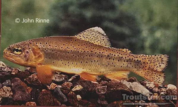 Apache trout, apache facts
