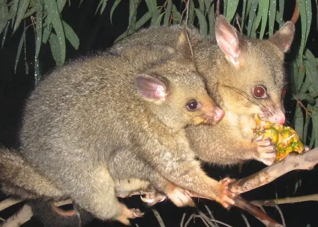 The common brushtail possum of AU. The fur of this animal makes great nymph dubbing. Image by: Peter Firminger 