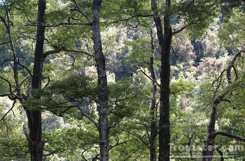 Beech tree forest with high mass causing an increase in mouse population