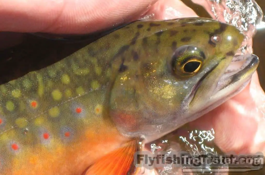 General Brook trout Facts and Spawning and Breeding Habits, brook trout images, brook trout pictures, baby brook trout, big brook trout, brook trout pattern