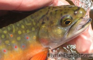 Brook trout, trout species