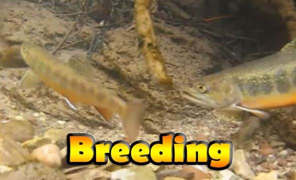 Brook trout spawning, brook trout life cycle