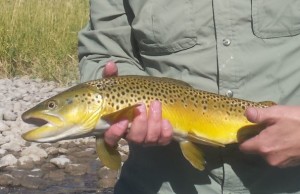 Brown trout ID