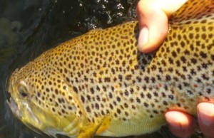 Brown trout - brook trout comparison