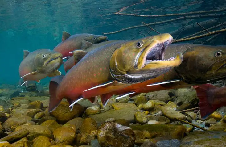 Bull Trout, bull trout indentification, what is a bull trout, what do bull trout eat, are bull trout endangered