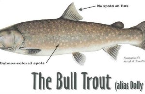Bull trout ID