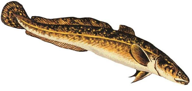 Burbot fish