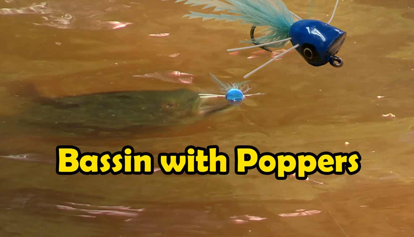 Catching bass on popper flies video