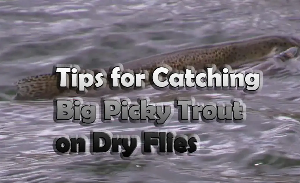 Catching big picky trout with dry flies