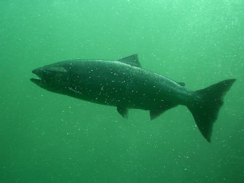 Chinook or King salmon