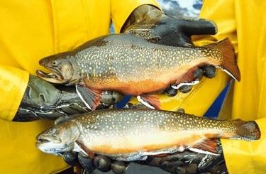 Coaster brook trout