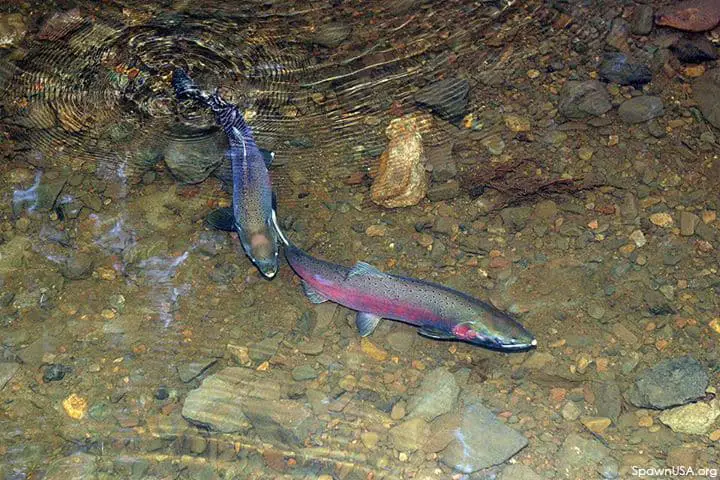 Spawning coho salmon