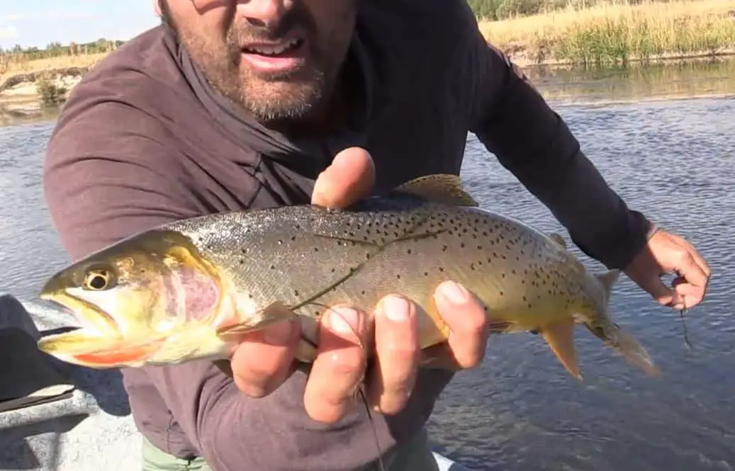 cutthroat-trout-in-idaho