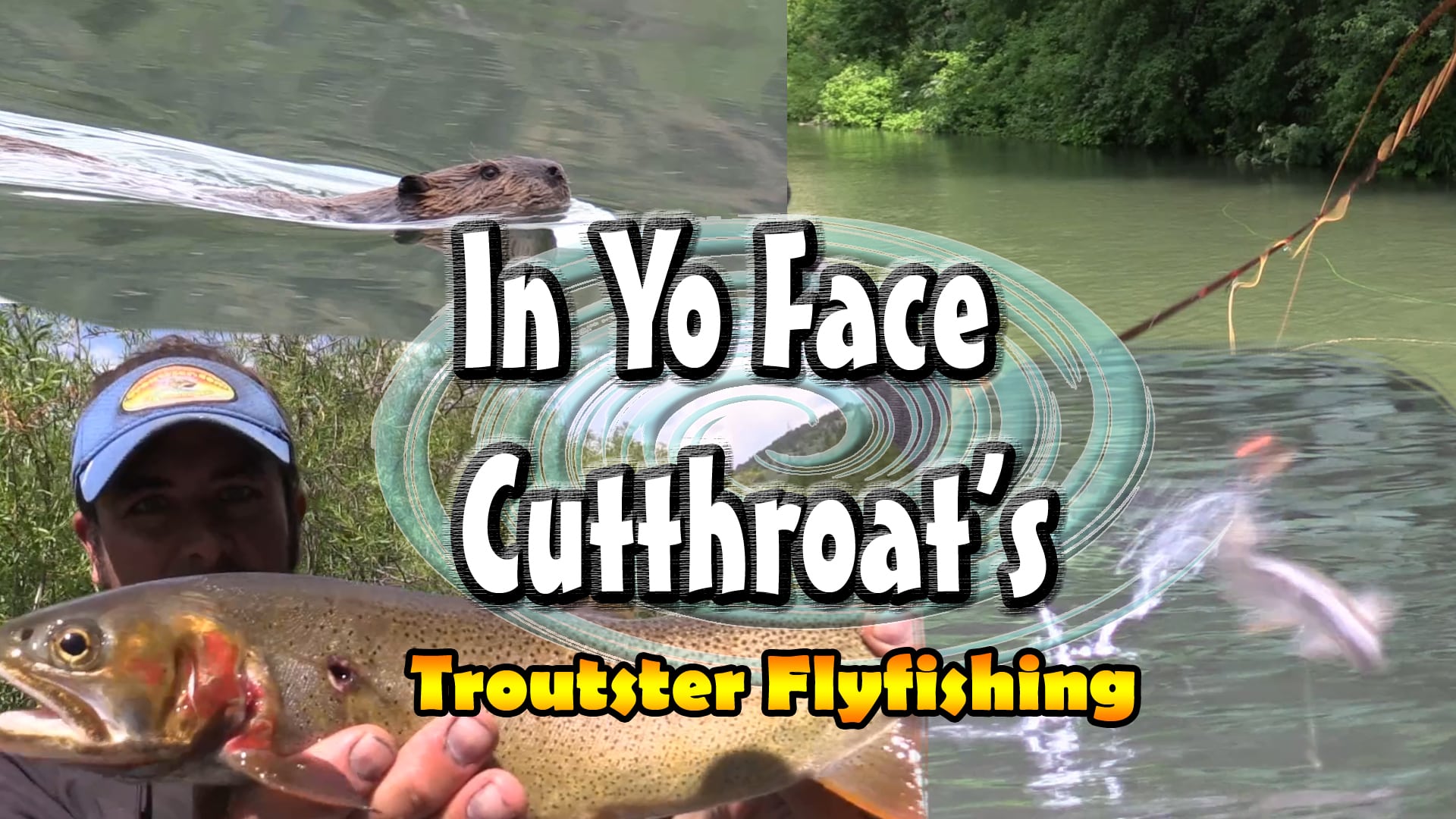 Cutthroat trout on dry flies up close video