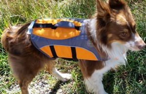 Dog wearing a life jacket on the river